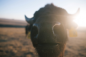 Laramie Foothills Bison Conservation Herd