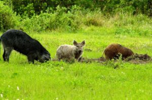 Innovative feral swine research helps pinpoint anthrax risk zones