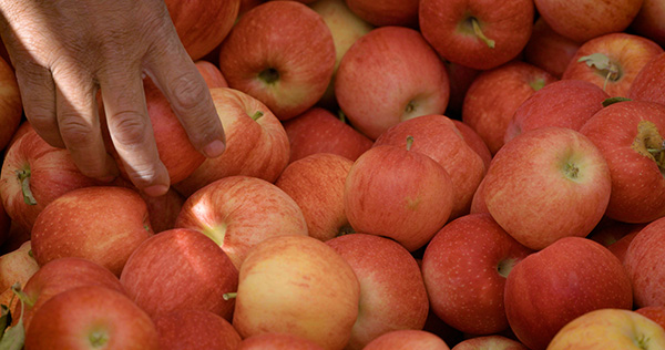 A hand in apples