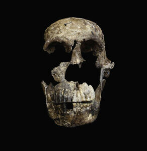 Homo Naledi skull. Photo by John Hawks